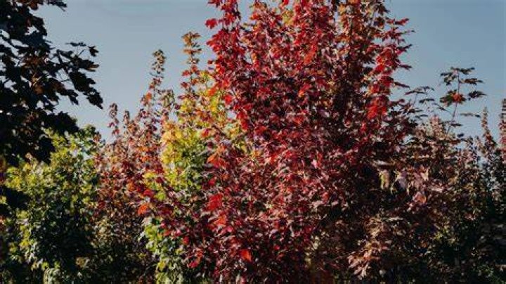 Discover the Magic of Maples Star: A Comprehensive Guide to Nature's Beauty