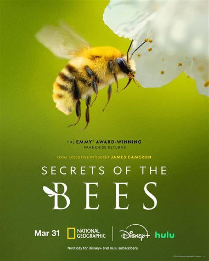 MMS Bees: Unlocking the Secrets of Nature's Tiny Farmers
