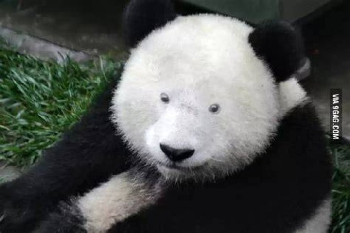 Panda Without Black Spots: A Rare and Fascinating Phenomenon