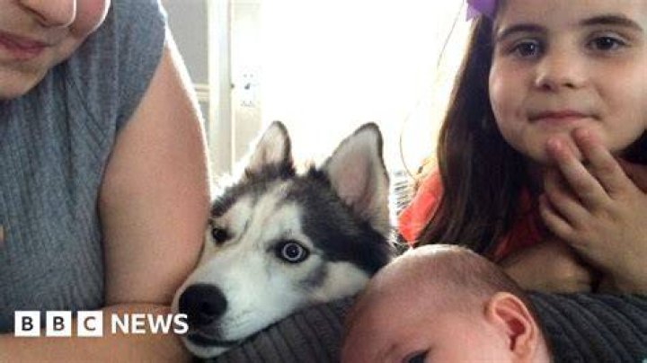 The Imskirby Dog Incident: A Deep Dive into the Controversy